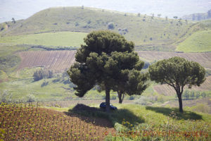 Vineyards at Tenuta Regaleali, Sicily