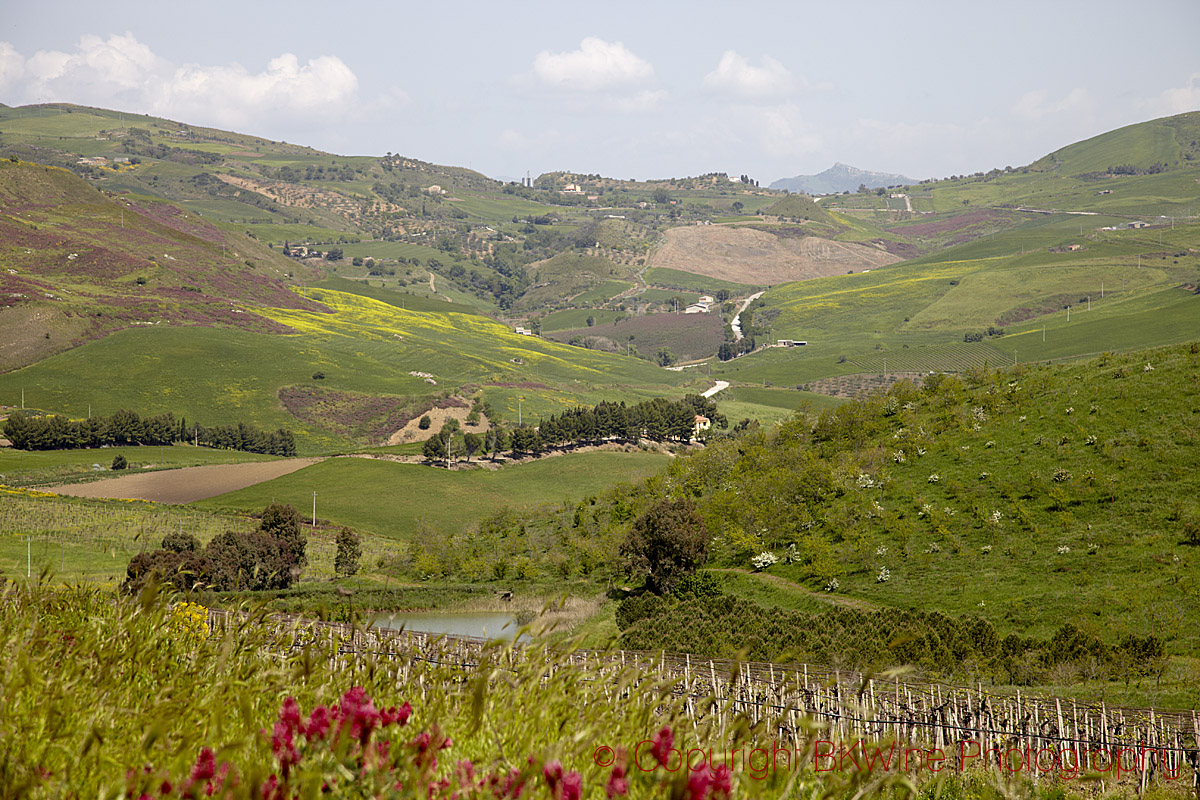 Landscape around Tenuta Regaleali, Sicily