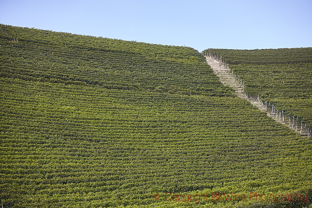 Vineyards with nebbiolo in Barbaresco, Piedmont