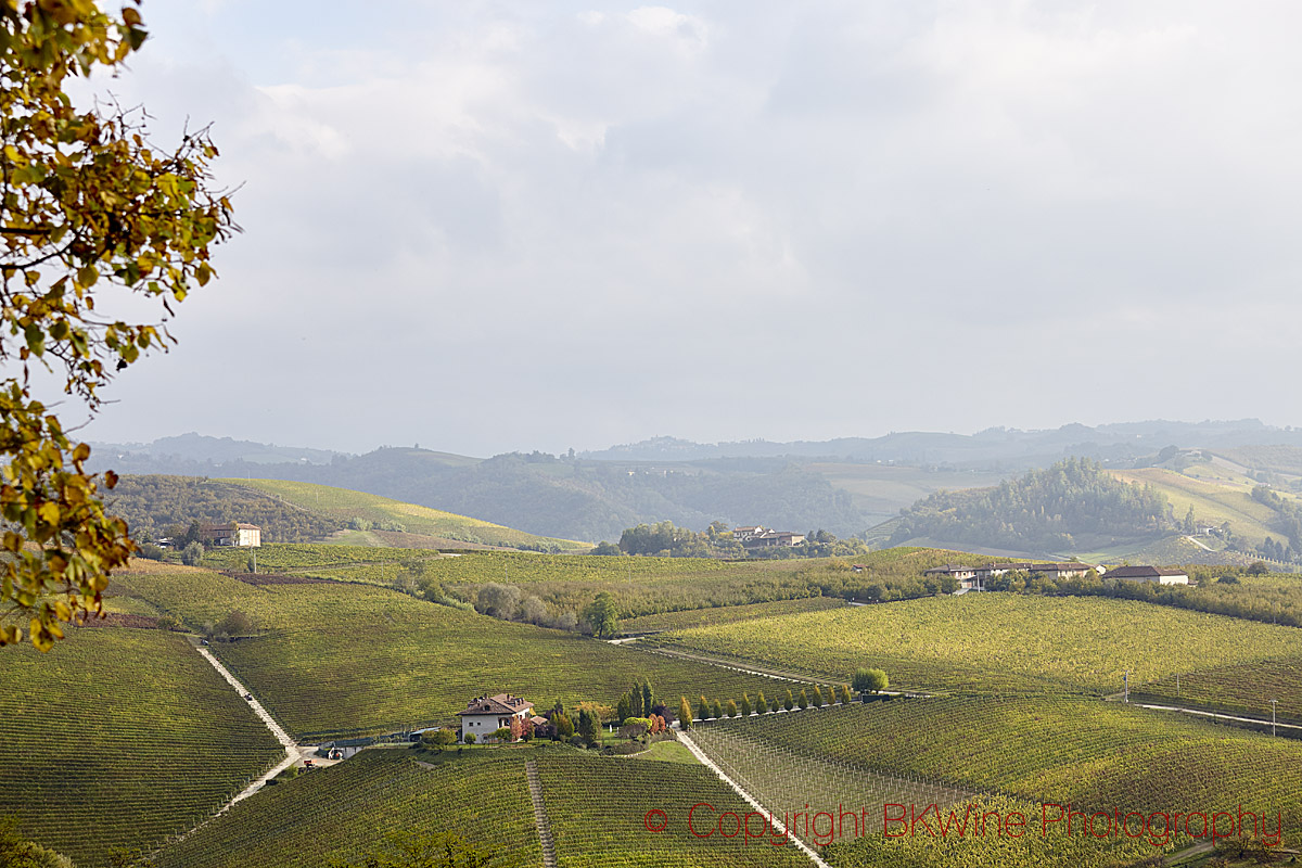 Vineyards and hills in Barbaresco, Piedmont