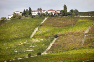 Vineyards and hills in Barbaresco, Piedmont