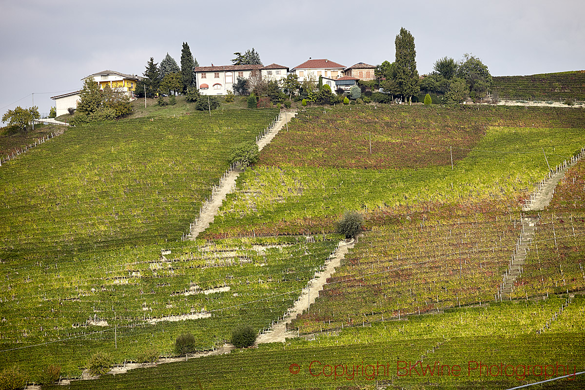 Vineyards and hills in Barbaresco, Piedmont