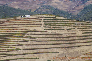 Vineyards with Taylor's sign near Vale de Mendiz, Douro