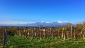 Vineyards in Lessona and the Alps