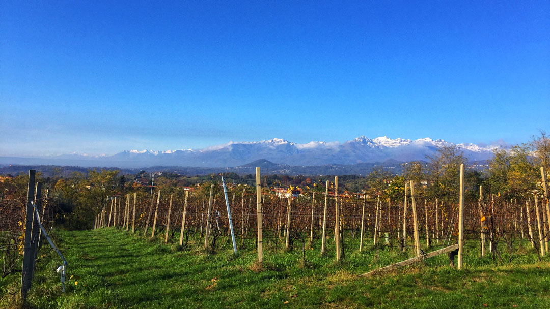 Vineyards in Lessona and the Alps