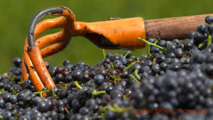 Grapes picked at harvest in Burgundy