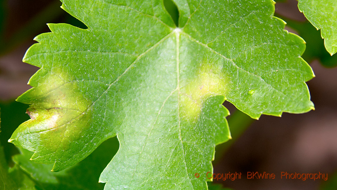 A vine leaf attacked by mildiou (downy mildew)