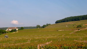 Vineyards on the Corton hill, Aloxe-Corton, Burgundy