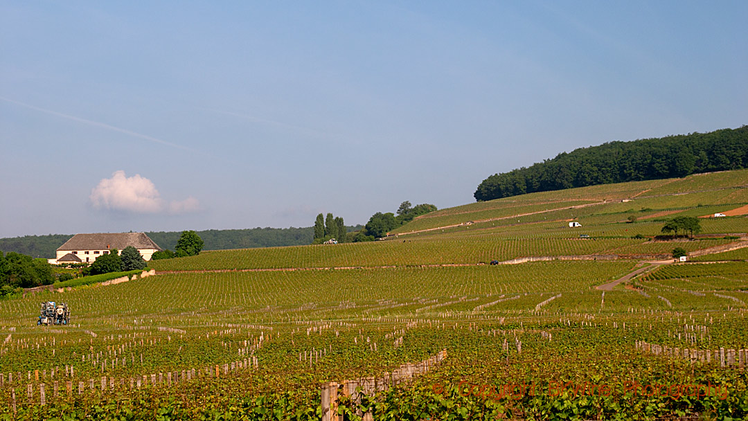 Vineyards on the Corton hill, Aloxe-Corton, Burgundy