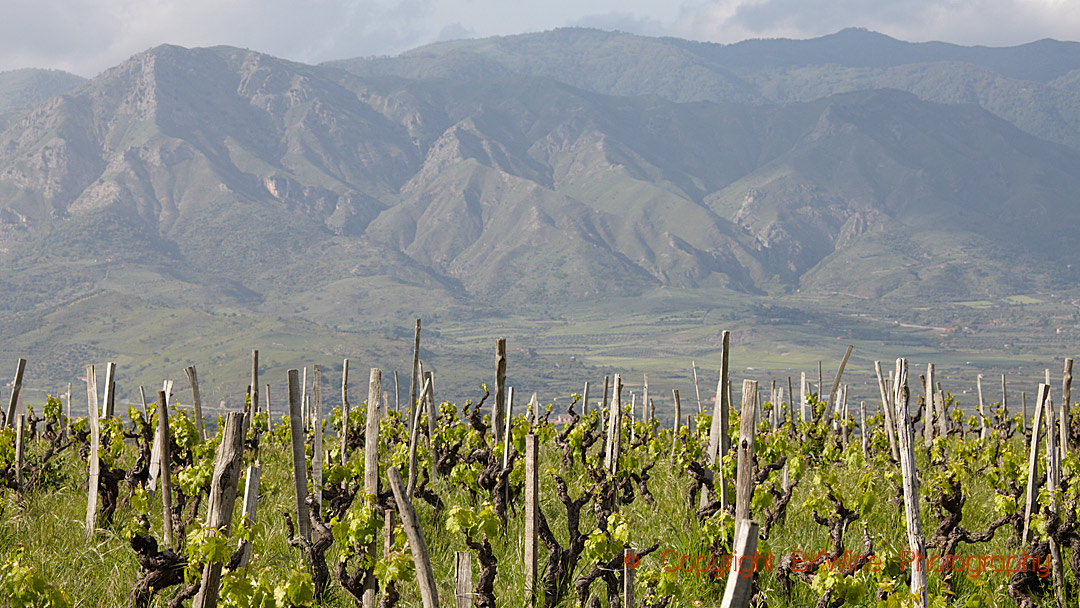 Vineyards on Etna, Sicily