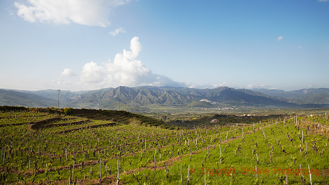 Vineyards on Etna, Sicily