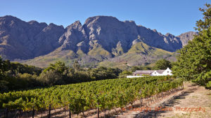 Vineyards, a winery and mountains in Franschhoek, Boekenhoutskloof, South Africa