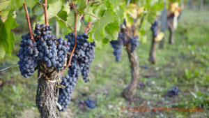Ripe merlot grapes on the vine in Saint Emilion, Bordeaux