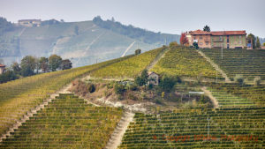 Vineyards and on old house in Piedmont File name: mm19-6331.jpg Edit | Delete Permanently | View | Regenerate Thumbnails