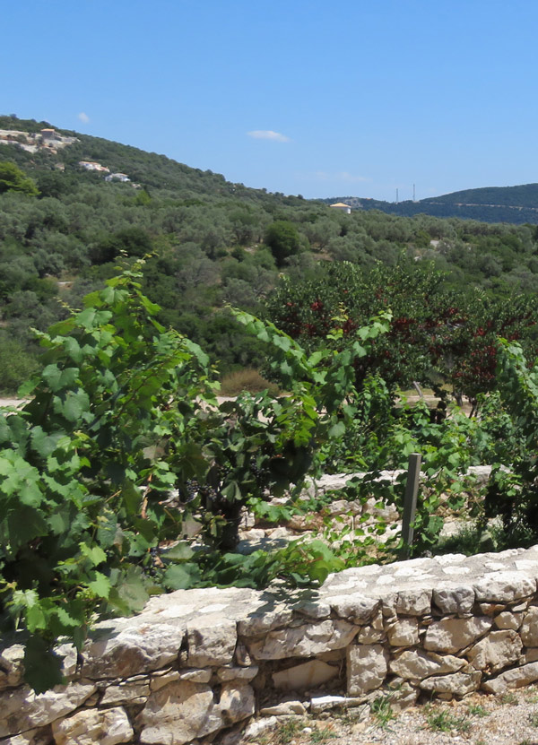 Vineyards on Lefkada, Greece