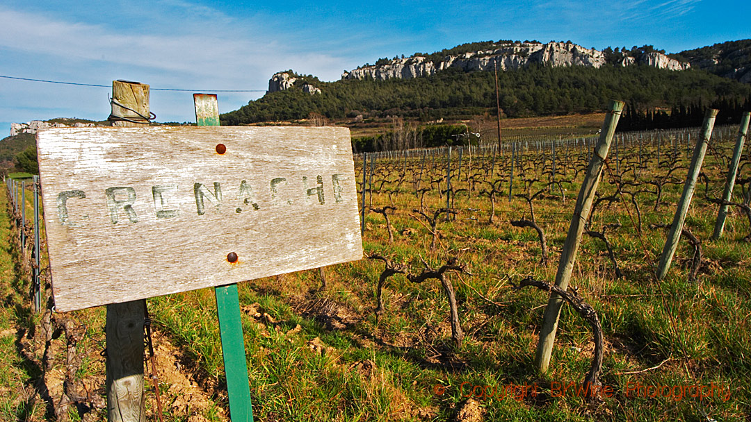 Grenache vines in a vineyards in Provence