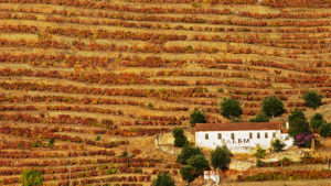 Vineyards in the Douro Valley and Calem house