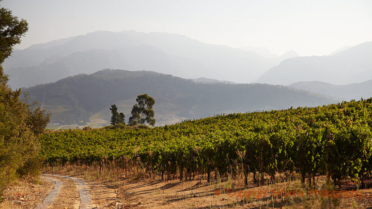 Vineyards in Franschhoek, South Africa