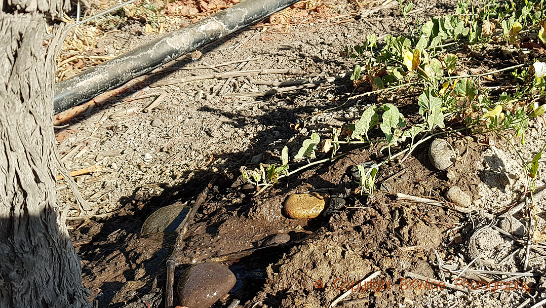 Drip irrigation in a vineyard in Chile