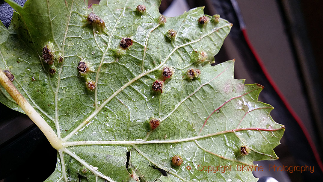 A vine suffering from Phylloxera vastatrix