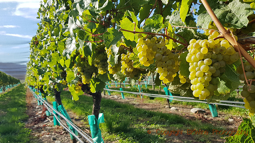 Riesling, almost ripe in Central Otago, New Zealand