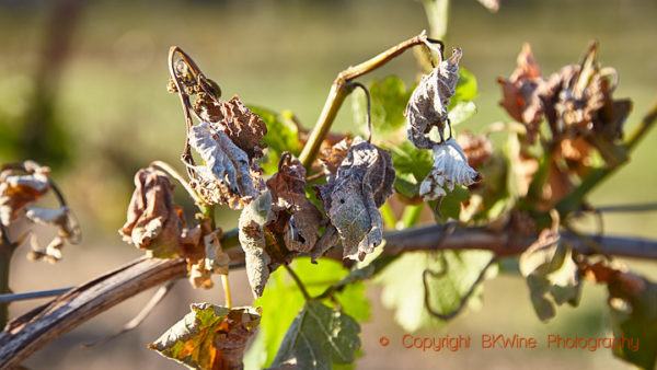 Frost damaged vines in springtime