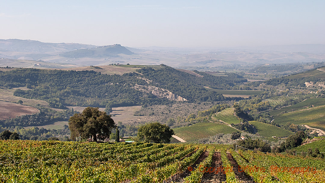 View of a Tuscan landscape with vineyards and hills