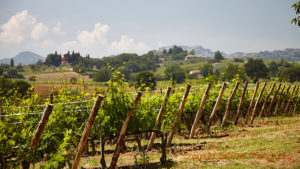 Vineyard in vino nobile di montepulciano