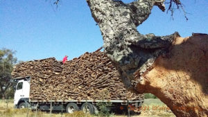Harvesting oak bark for cork, Alentejo, Portugal
