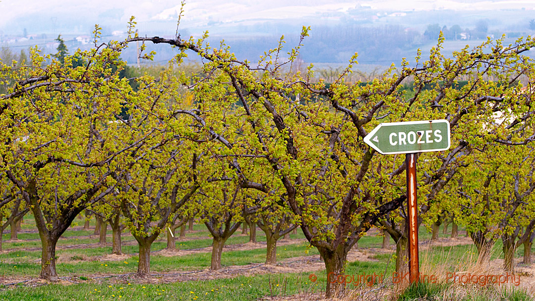 Fruit trees in Crozes-Hermitage