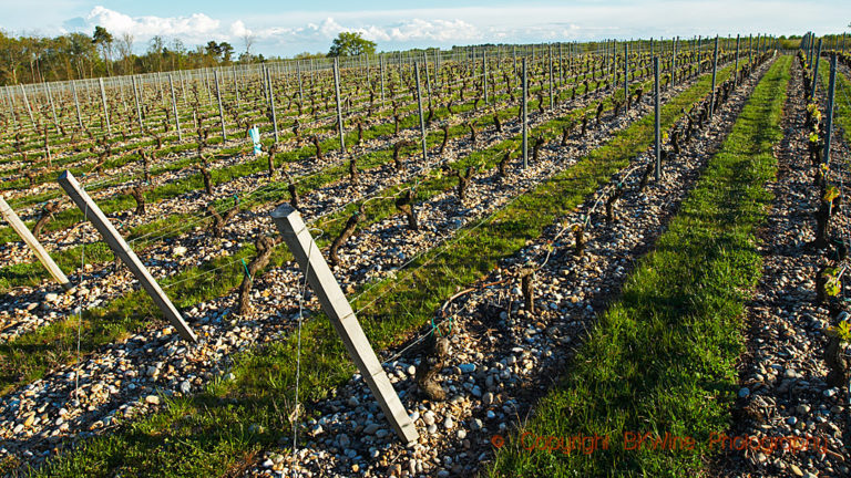 Vineyard in Bordeaux with grass and grass removed