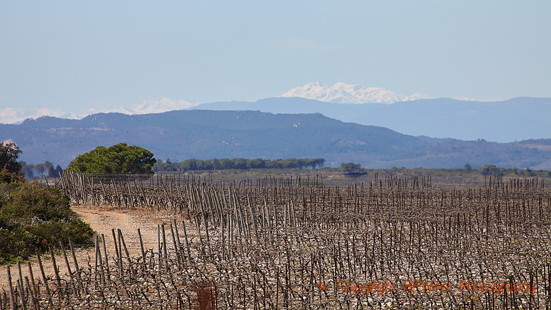 Vineyards La Clape in the Languedoc with the Pyrenees