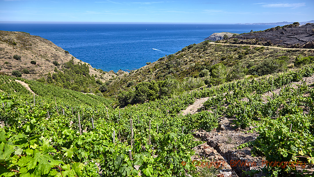 Vineyards in Collioure overlooking the Mediterranean