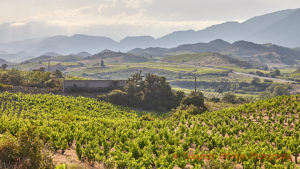 Vineyards in Vallee de l’Agly in Roussillon