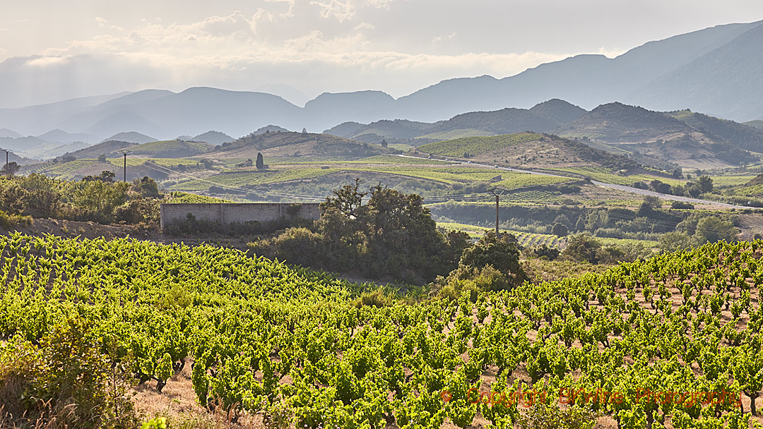 Vineyards in Vallee de l'Agly in Roussillon