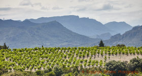 Vår bok om Languedoc-Roussillons viner vinner prestigefyllt pris från OIV Vineyards in the Languedoc