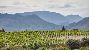 Remote and mountainous vineyard landscape in the borderland between Fitou, Corbieres, and Roussillon in Languedoc