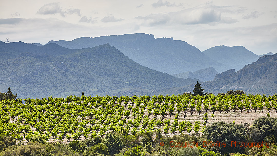 Vineyards in the Languedoc