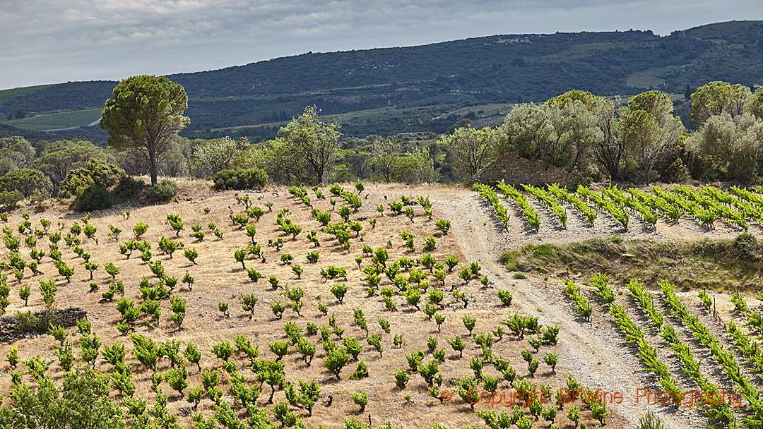 Old and new vineyards in Languedoc