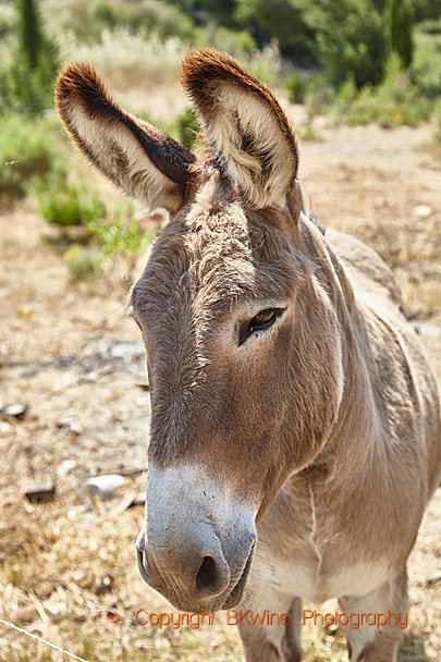 A donkey at the Domaine des deux Anes in Corbieres, Languedoc