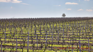 Vineyards in Stefan Voda in Moldova