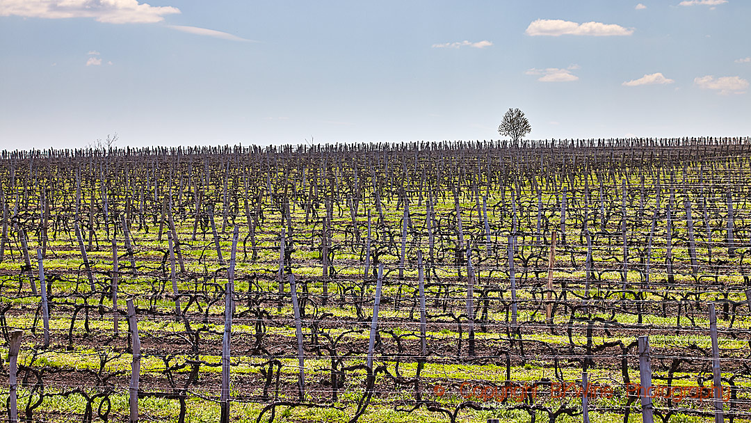 Vineyards in Stefan Voda in Moldova