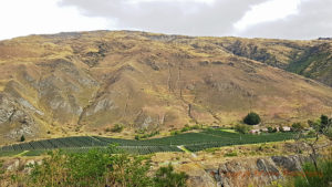 Vineyards in Central Otago, New Zealand