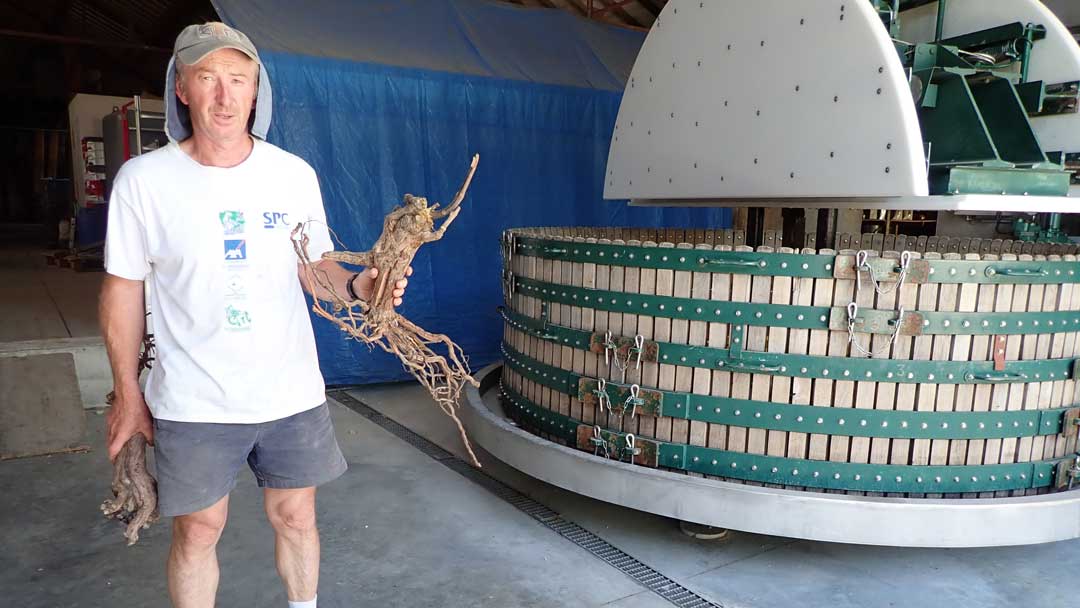 Bertrand Gautherot at Champagne Vouette et Sorbee on vine roots and the Coquard press