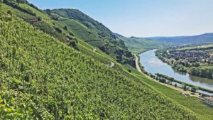 Steep Mosel slopes