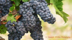 Cabernet sauvignon ready to harvest, Bordeaux