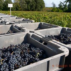 Merlot just in from harvest, Medoc, Bordeaux