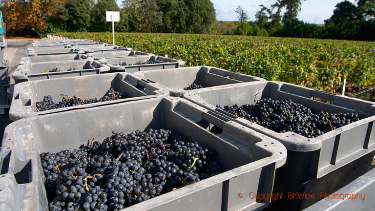 Merlot just in from harvest, Medoc, Bordeaux