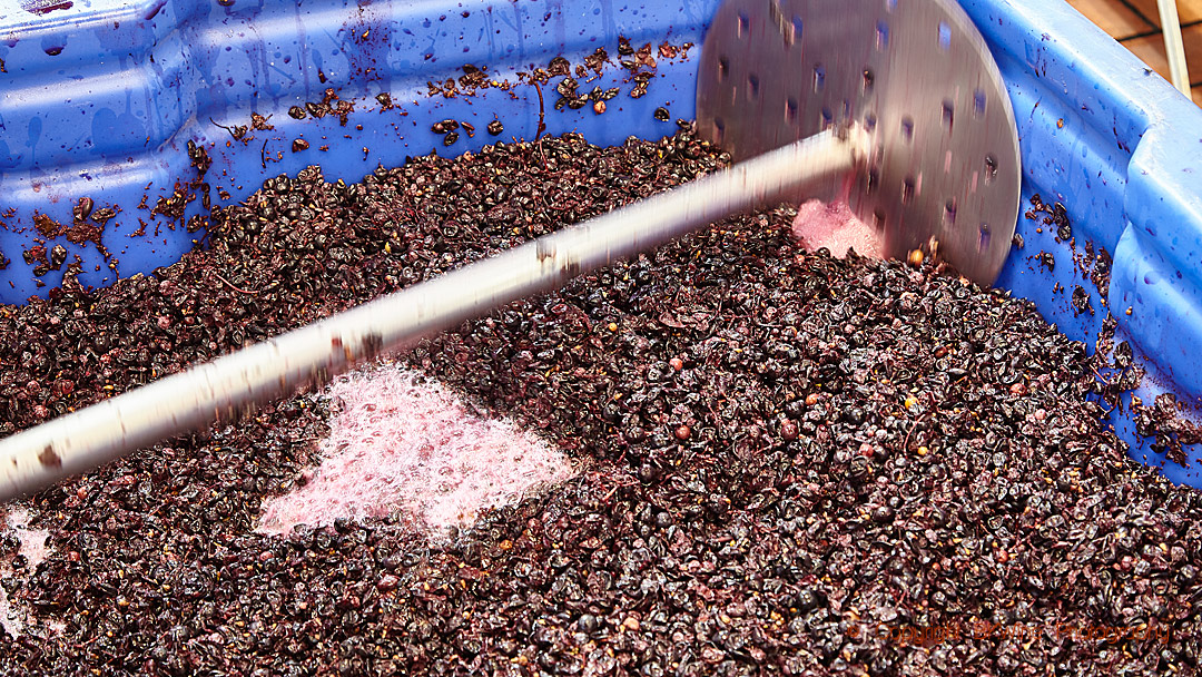 Open-top fermentation tanks with fermenting grapes at Glenwood Vineyards, Franschhoek, South Africa