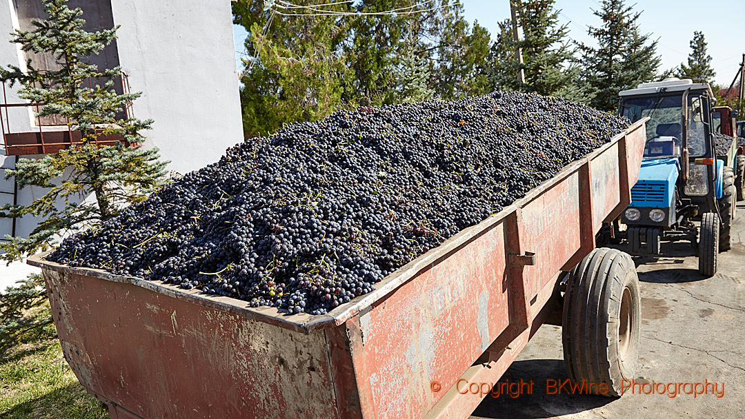 Delivering grapes at Chateau Purcari, Moldova